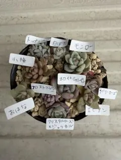多肉植物　つぶつぶ屋　おはな　小梅　ラブリーローズ　クリスタルローズ　ジャッカルのサムネイル