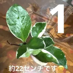 발랄한 단풍 식물 ☆ 스쿼트 ☆ 립 컬러 ☆
