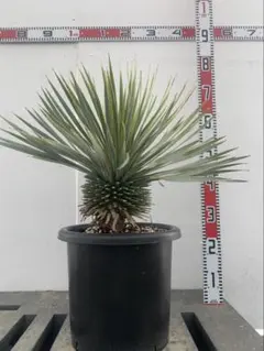 2026年最新】ロストラータの人気アイテム - メルカリ