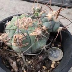 2026年最新】エキノカクタス 雷帝の人気アイテム - メルカリ