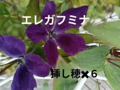 クレマチス　エレガフミナ 挿し穂　６本　ネコポスのサムネイル