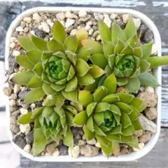 2026年最新】多肉植物 センペルビウムの人気アイテム - メルカリ