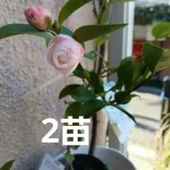 香り椿2苗　海外品種