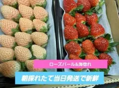 いちご　苺　イチゴ　食べ比べ　新鮮　減農薬