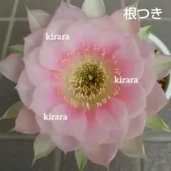 サバンナRX-3様 リクエスト 3点 まとめ商品