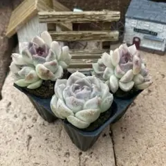 くぅーさま専用　アメジスト単頭・双頭2苗　プラグ苗3苗セット