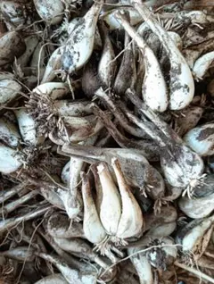 샬롯 2kg