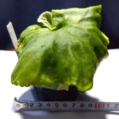 送料込み!!メルカリ便】ビカクシダ リドレイ ワイド ridleyi wide