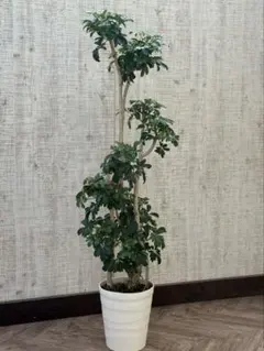 ☆ シェフレラ レナータ♪ 116cm 太幹曲がり♪ 2025年最新】シェフレラ