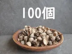 ＊コナラ どんぐりの帽子 100個＋おまけ＊追加OK