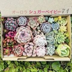 ✾71多肉植物　エケベリア　寄せ植えセット　詰め合わせ　カット苗
