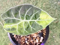 み*ー様 速達　アロカシア　ワトソニアナ　オーレア　var 斑入り　アロイド アロカシア ワトソニアナ斑入り 新葉が開き始め斑が入っていることが