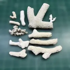 天然珊瑚　貝殻　水槽用インテリア