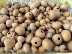 チヌ太郎様 リクエスト 2点 まとめ商品