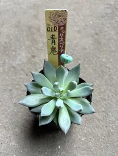 【ミックスベリア】 青鬼 おらいさん苗 　② メルカリ便】 青鬼 ミックスベリア 多肉植物 おらいさん苗 お