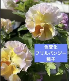 フリルパンジー 種20粒　色変化　パープル、ピンク、イエローのサムネイル