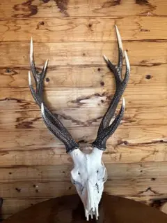 鹿の角 置物 ペアです。レア物です。 2025年最新】鹿の角 インテリアの人気アイテム - メルカリ