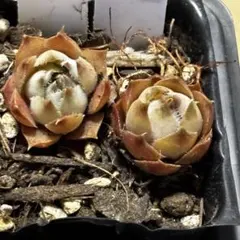 速達発送☆多肉植物 アロエ×ハオルチア ローズブーケット 速達発送☆多肉植物 アロエ×ハオルチア ローズブーケット - メルカリ