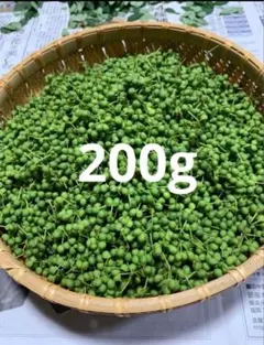 実山椒 200g 新鮮な青実山椒　(種は白)のサムネイル