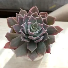 オーズプランツさん苗4点セット札付きポットごとメルカリ便バラ売り不可 ②オーズプランツさん苗4点セット札付きポットごとメルカリ便バラ売り