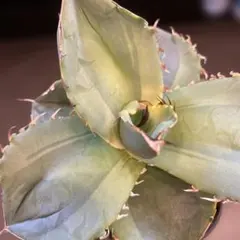 2026年最新】ジャガーノート錦の人気アイテム - メルカリ