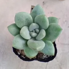 多肉植物 洛神錦A - メルカリ