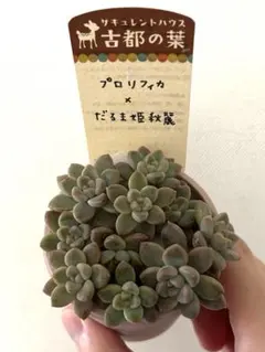 2025年最新】古都葉苗の人気アイテム - メルカリ