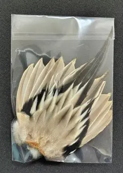 Item thumbnail for item 92624b2c-30be-40f0-937a-f9b393bd0567