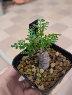 オペルクリカリア パキプス 根挿し 塊根植物 コーデックスのサムネイル