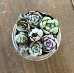 2026年最新】おらいさん葉挿しの人気アイテム - メルカリ