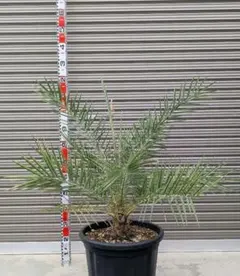 ナツメヤシ　(デーツパーム　マザファティ) 送料無料 ナツメヤシ (デーツパーム マザファティ) 送料無料 2025年最新