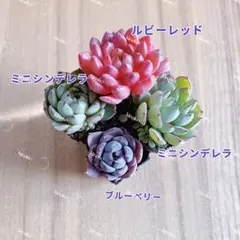 【レア品種】NEW☆4種類☆多肉植物4苗セット 土・根付き 1セットのみꕤ︎︎