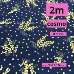 cosmo★オックス★ミモザ★ネイビー★ラスト1枚