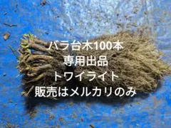 バラ台木100本専用出品