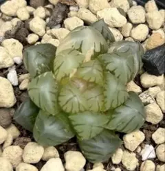 ハオルチア　オブツーサ錦　水中月錦