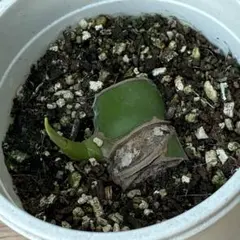 観葉植物　モンステラ③ 抜き苗のサムネイル