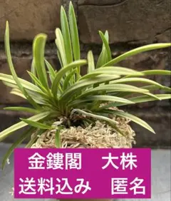 ♪余剰苗特売市♪】富貴蘭 朱天王白縞（覆輪に成って来た大きな開花株
