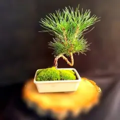 2026年最新】黒松ミニ盆栽の人気アイテム - メルカリ