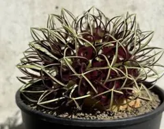 澤*ち様 連休セール‼️2点限定‼️幻の植物 竜卵窟ブラキステルマ
