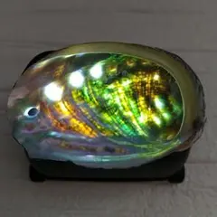 送料無料 小さめの綺麗なアバロンシェル  丸玉はイメージです AS1