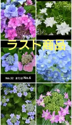 なお様専用 紫陽花の挿し穂 枝5本 - メルカリ