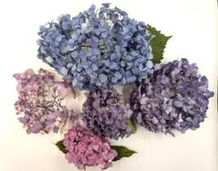 紫陽花 ドライフラワー 北海道産 50サイズ - メルカリ