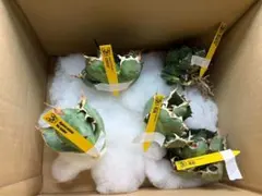 ぼ*。様 アガベ 胴切り上 リスタートセット 凱撒 黒鯨 烈炎 姫厳竜などのサムネイル