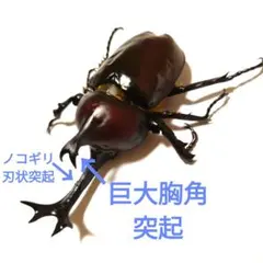 美超特大巨大野生カブトムシ昆虫標本全長86mm頭角幅19.4mm胸角幅5.7mm