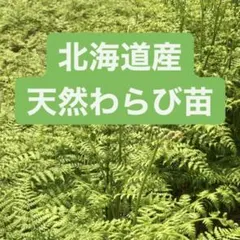 2026年最新】わらび苗の人気アイテム - メルカリ