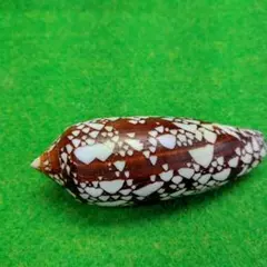 貝殻の標本 ブランデーガイ（ガクフボラ科） - メルカリ