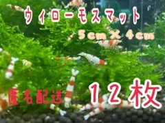 【水草】ウィローモスマット 無農薬　12枚匿名配送のサムネイル