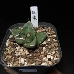 隊*k様 【アガベ チタノタ “精品冰雹” 抜き苗/極上株ブツブツ　強鋸歯肉厚ワ r*.様 多肉植物・アガベ ・チタノタ・“精品冰雹” 抜き苗/極上株