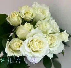 バラ苗 入手困難 希少 切り多花性 四季咲き レアバラ 海外種 - メルカリ