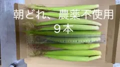 大特価！朝どれ農薬不使用ホワイトコーンヤングコーン 9本のサムネイル